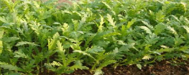 蓬花菜种植时间和方法 大蓬菜怎么种植