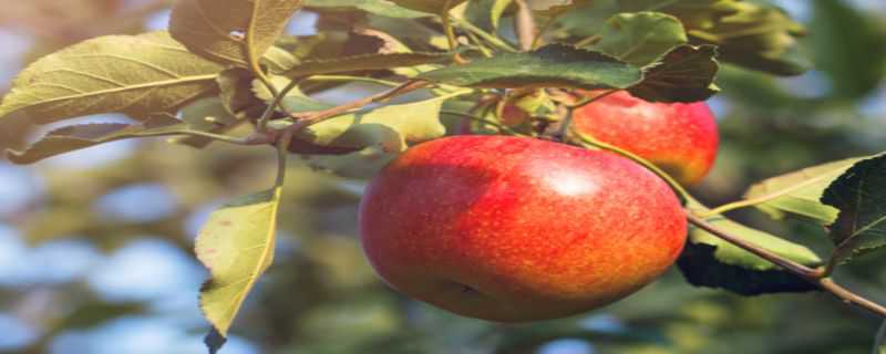 苹果树靠什么传播种子 苹果树靠什么传播种子二年级
