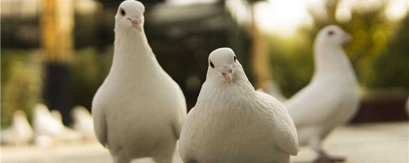 白鸽喜欢吃什么 白鸽喜欢吃什么青菜