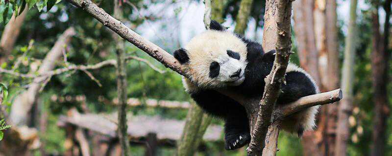 大熊猫和小熊猫的区别在哪儿 大熊猫和小熊猫的区别在哪里?