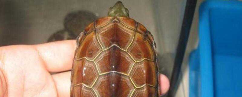 黑颈龟草龟的区别（黑颈龟草龟的区别图解）