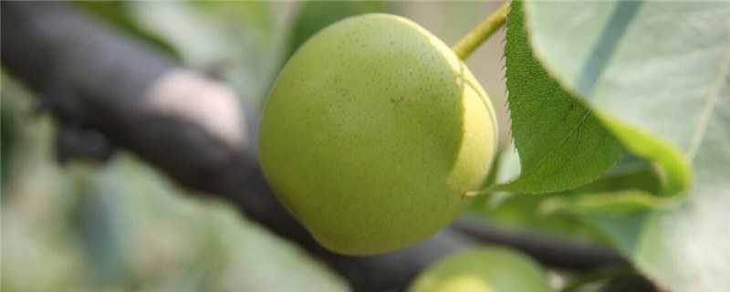 梨种植几年能结果 梨树移栽几年结果