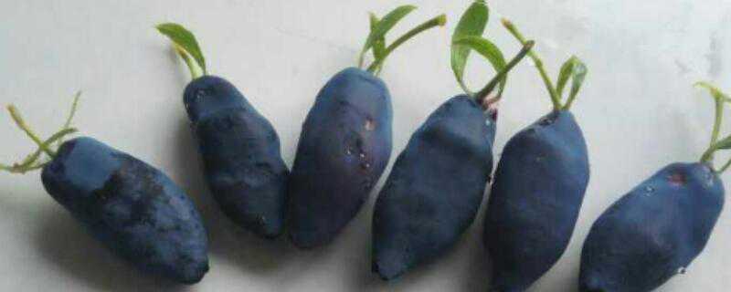 蓝靛果种植几年可以结果（蓝靛果如何种植?几年可以结果?）