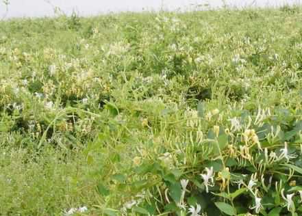 湘蕾树型金银花苗价格是多少钱一棵（湘蕾金银花苗多钱一株）