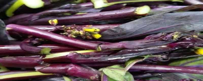 紫菜苔种植时间和方法 紫菜苔的种植方法和时间