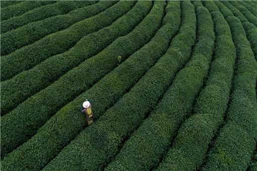 大型的茶庄