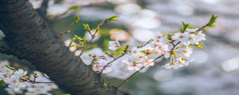 樱花是常绿乔木还是落叶乔木 樱花是常绿乔木吗