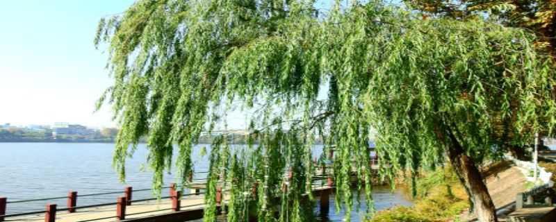 什么东西靠风传播种子 什么东西靠风传播种子旅行