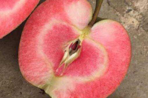 种一亩地红肉苹果需要多少苗（一亩地能种多少苹果树苗）