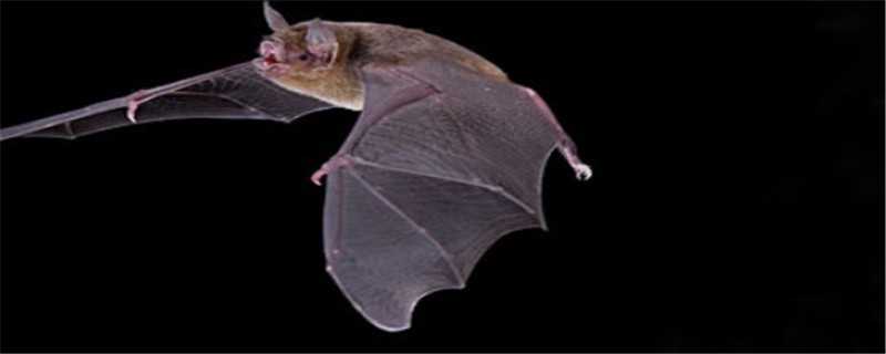 蝙蝠怎么繁殖 蝙蝠怎么繁殖和哺育方式