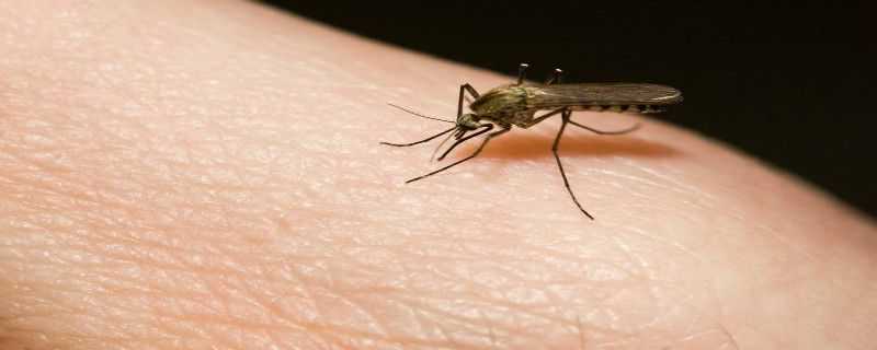 打蚊子用什么农药 什么药可以打蚊子