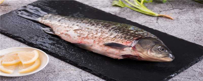 鲫鱼是淡水鱼还是海鱼 鲫鱼是淡水鱼还是海鱼图片