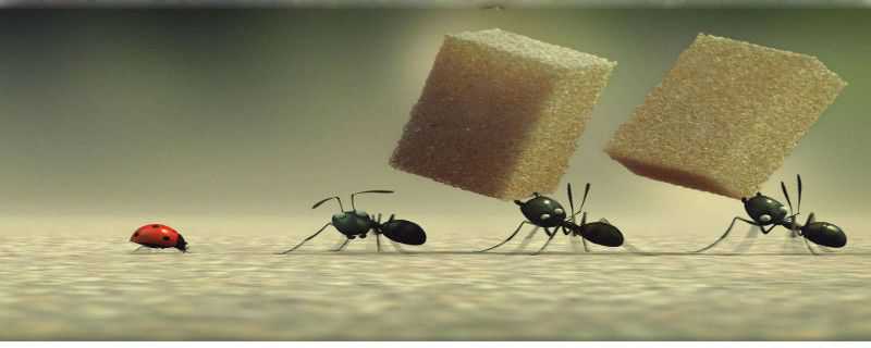 蚂蚁怎么交配繁殖后代（蚂蚁如何繁殖后代）