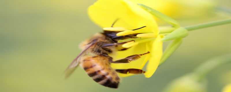 小蜜蜂是怎么过冬的 小蜜蜂是怎么过冬的办法