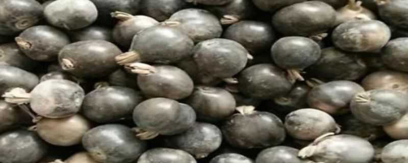 草珠子与薏米的区别（草珠子和薏米的区别）