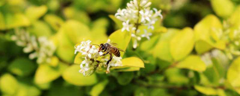 蜜蜂是怎么繁殖的 蜜蜂是怎么繁殖的快