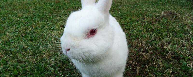 小白兔喜欢吃什么（小白兔喜欢吃什么蔬菜）
