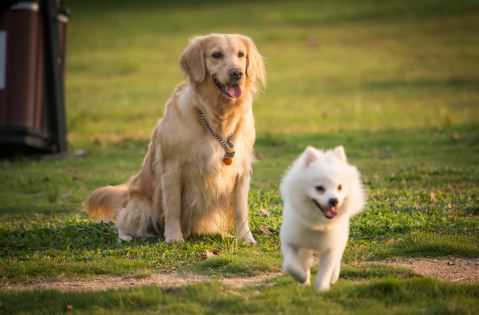 宠物狗狗疫苗大概多少钱一针（宠物狗的疫苗多少钱一针）