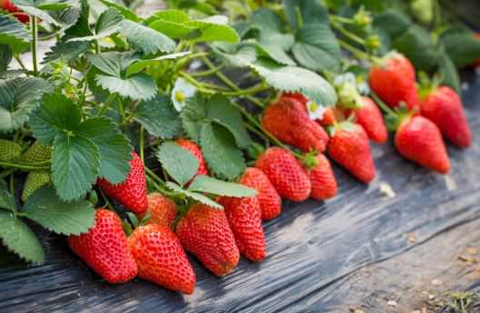 大棚草莓一般什么时间种（大棚草莓什么时间种植）