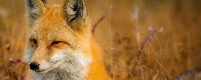 狐狸喜欢吃什么食物 狐狸喜欢吃什么食物?英语