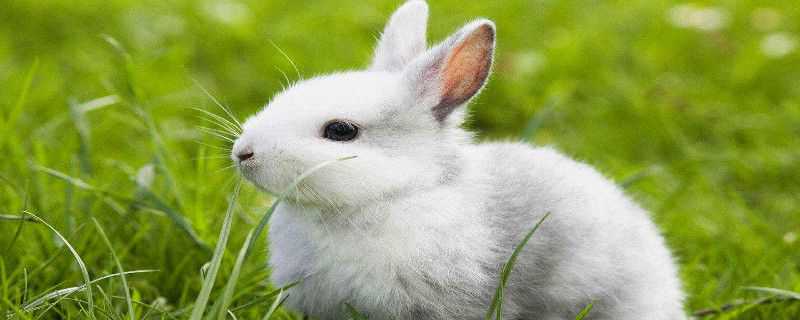 草兔和家兔的区别（草兔是家兔吗）