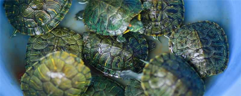 草龟和石板龟的区别 草龟和石板龟的区别在哪