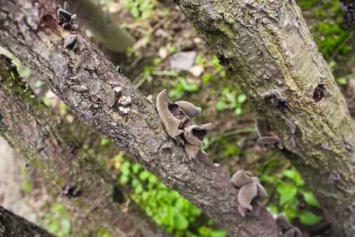 “素中之荤”黑木耳价格大概多少钱一斤？附种植方法要点