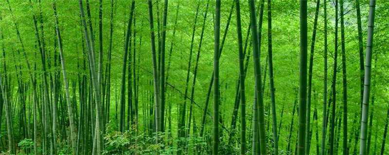 竹子怎么繁殖（野生竹子怎么繁殖）