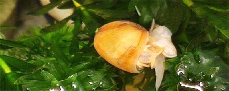 黄金螺怎么繁殖 黄金螺怎么繁殖图片
