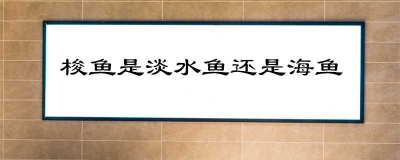 梭鱼是淡水鱼还是海鱼 梭鱼是淡水鱼还是海鱼梭鱼有小刺吗