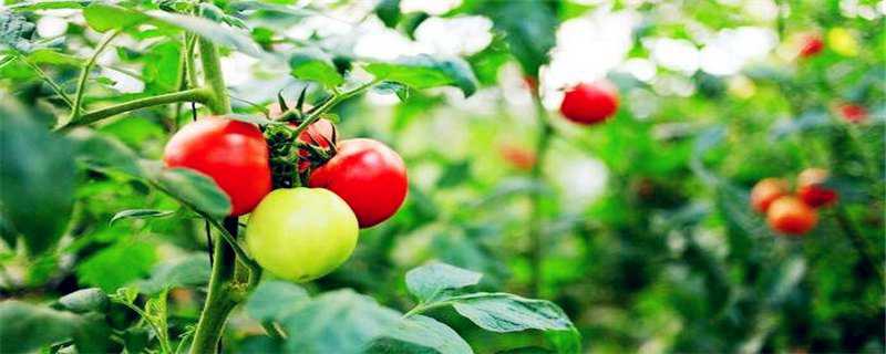 番茄树能活多少年 番茄树能活几年
