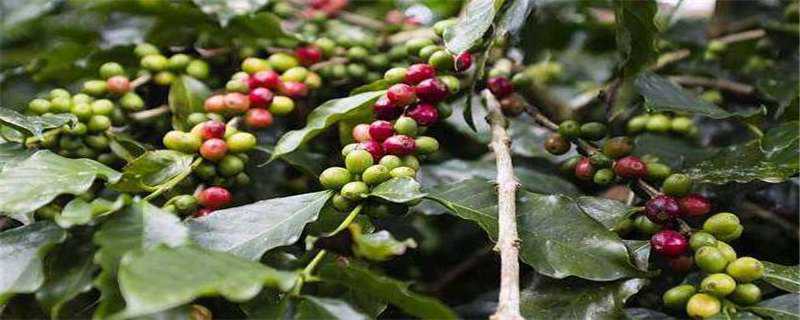 咖啡树种植几年结果（咖啡栽种几年咖啡树成熟）