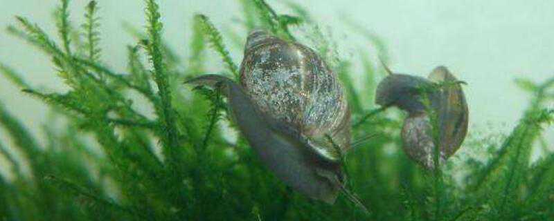 水蜗牛怎么繁殖 水蜗牛怎么繁殖视频