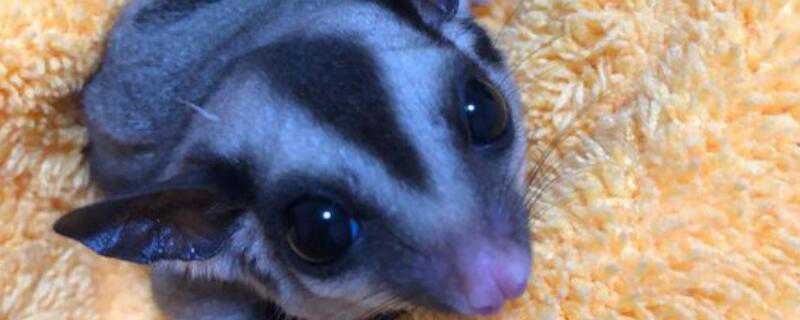 蜜袋鼯怎么过冬（蜜袋鼯过冬用USB加热垫可以吗）