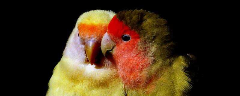 黄桃鹦鹉怎么繁殖 黄桃鹦鹉怎么繁殖下一代
