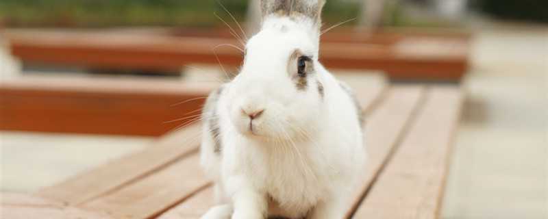 兔子是什么科动物 兔子属于哪个科的动物