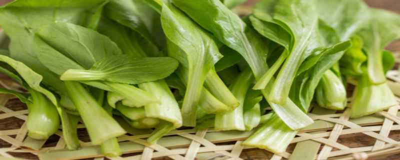 鸡毛菜是青菜吗（鸡毛菜是生菜吗）