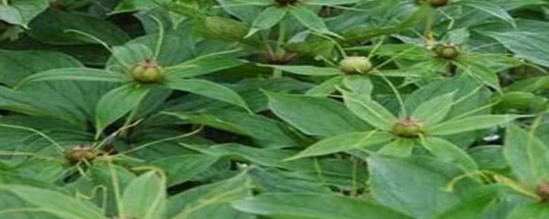 重楼病害怎么治 重楼的病害防治大全