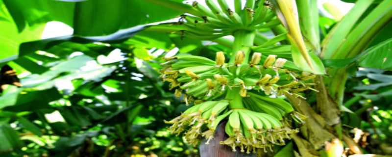 雨水多的地方适合种什么水果（雨水多的地方适合种什么水果呢）