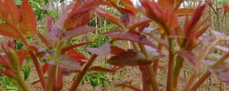 红油香椿的种植技术 红油香椿的种植技术视频