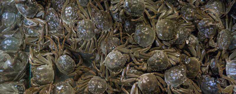 螃蟹吃不完怎么养 螃蟹吃不完怎么养活