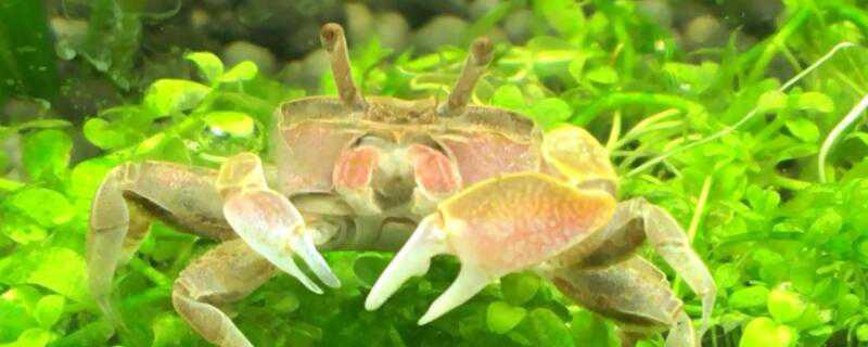 小螃蟹怎么养活 小螃蟹怎么养活,小螃蟹吃什么