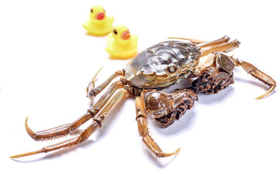 你真的会清理螃蟹吗 你真的会清理螃蟹吗英文