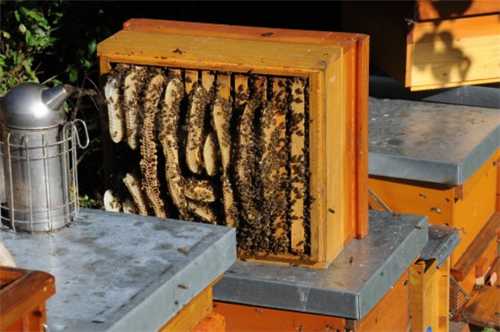 蜂蜜什么时候取好 蜂蜜什么时候取最好