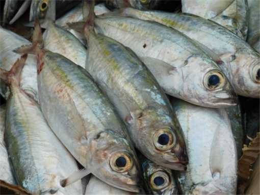 沙丁鱼价格多少钱一斤 沙丁鱼价格多少钱一斤
