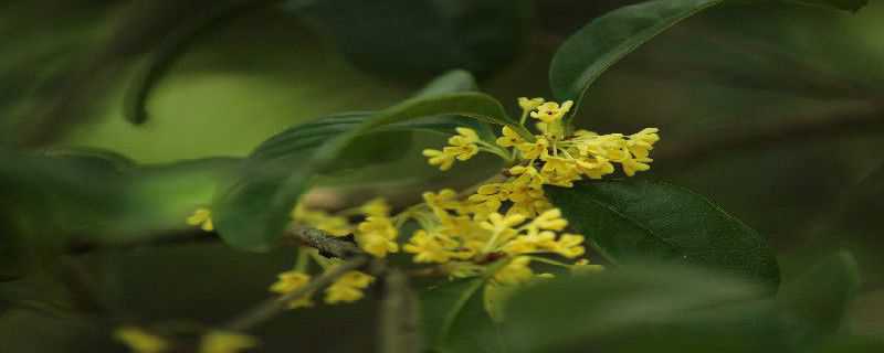 金桂花树的养殖方法（黄金桂花树养殖方法）