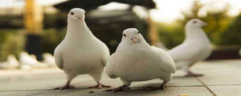 鸽子是保护动物吗 灰色鸽子是保护动物吗