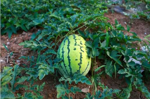 夏季西瓜的栽培技术要点介绍 冬季西瓜的栽培技术