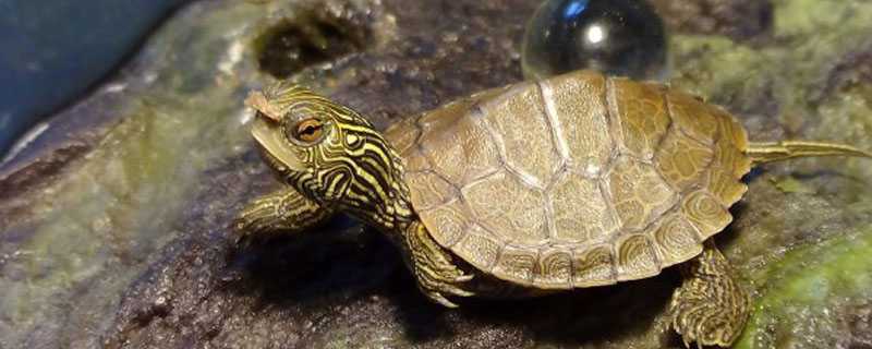 小龟怎么过冬 小龟怎么过冬可以一直在水里吗