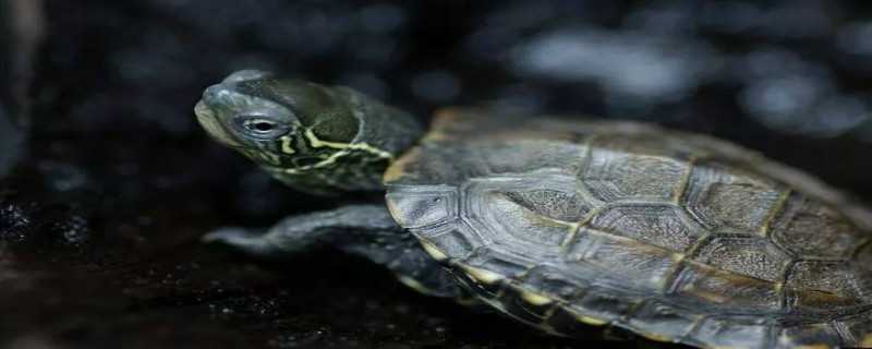 中华草龟是保护动物吗 中华草龟是濒危物种吗